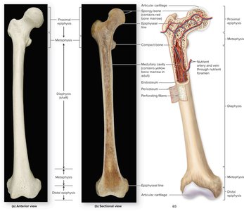 Structure of a long bone: anterior, sectional, and detailed views