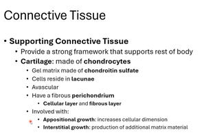 Supporting connective tissue and cartilage structure