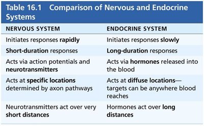 Endocrine organs in the human body