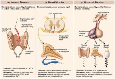 Types of hormone release stimuli: humoral, neural, hormonal