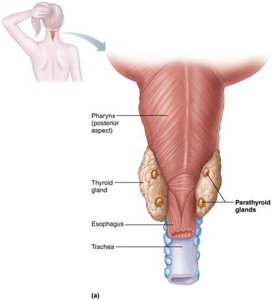 Location of parathyroid glands