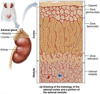 Histology of adrenal cortex and medulla
