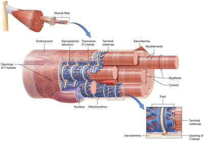 Muscle fiber, myofibrils, and sarcoplasmic reticulum
