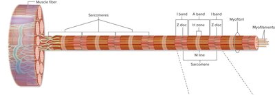 Sarcomere organization and bands