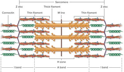 Detailed sarcomere structure with bands and lines