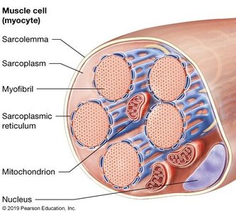 Mitochondria as the powerhouse of muscle cells
