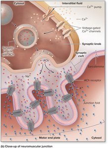 Neuromuscular junction close-up