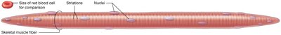 Skeletal muscle fiber structure