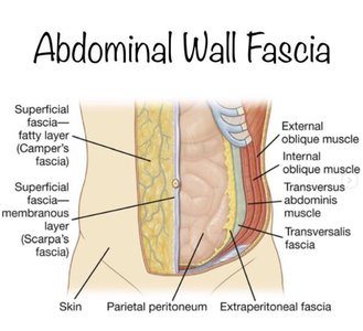Abdominal wall fascia and connective tissue layers