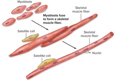 Myoblast fusion and satellite cells in skeletal muscle