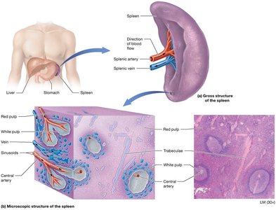 Structure of the spleen