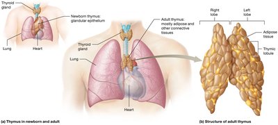 Comparison of the thymus in a newborn and an adult