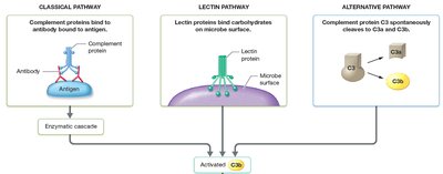 Pathways for activation of the complement system
