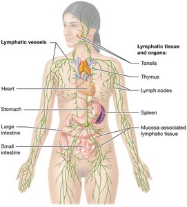 Overview of the lymphatic system