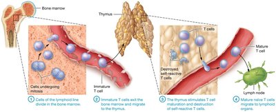 T cell maturation