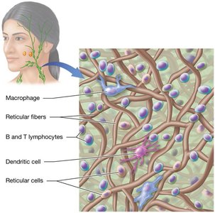 Microscopic structure of lymphoid organs