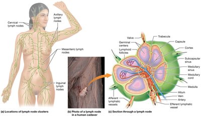 Location, structure, and function of lymph nodes