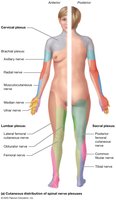 Cutaneous distribution of spinal nerve plexuses