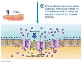 Mechanically gated ion channels in sensory transduction