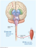Upper and lower motor neuron pathways