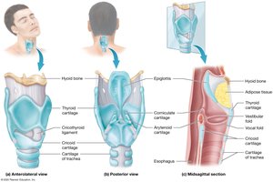 Anatomy of the larynx
