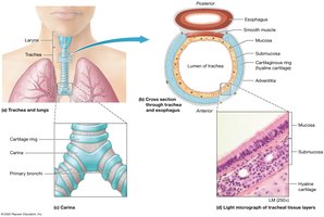 Anatomy of the trachea