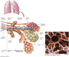 Anatomy of the respiratory zone
