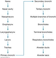 Pathway of inhaled air through the respiratory tract