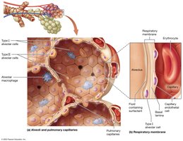 Structures of the alveoli and respiratory membrane
