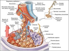 Anatomy of the lungs and associated structures