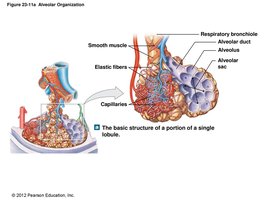 Pulmonary lobule structure