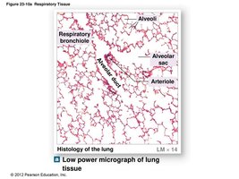 Detailed view of pulmonary lobule and alveoli