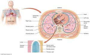 The pleurae and pleural cavities
