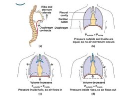Pressure changes during pulmonary ventilation