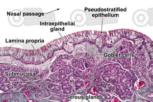 Histology of respiratory mucosa with labeled structures