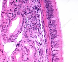 Micrograph of pseudostratified ciliated columnar epithelium