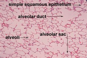 Histology of alveolar tissue with simple squamous epithelium