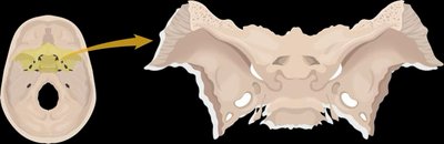 Lateral view of the skull with labeled cranial bones