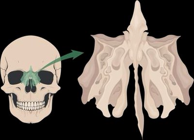 Sphenoid bone location and structure