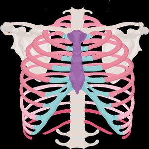 Thoracic cage showing ribs, sternum, and costal cartilage