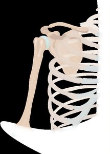 Posterior and anterior views of the pectoral girdle
