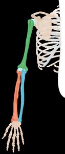 Bones of the upper limb: humerus, radius, ulna