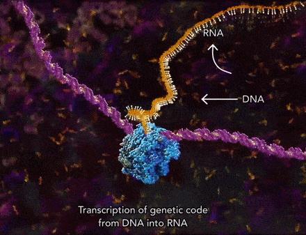 Transcription of genetic code from DNA into RNA