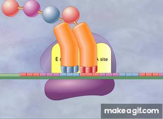 Translation animation: ribosome and tRNA