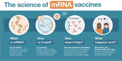 Science of mRNA vaccines
