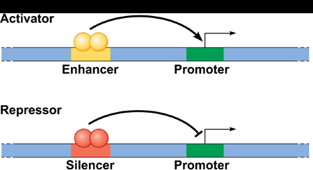Gene regulation: enhancers and silencers