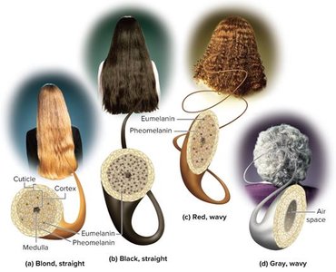 Hair color and structure as a genetic trait