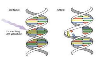 UV-induced DNA mutation