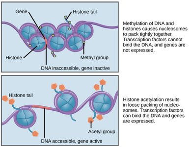 DNA methylation and histone acetylation: gene accessibility