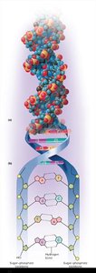 DNA double helix and nucleotide structure